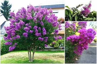 70-100 cm Myrta krepová fialová (Lagerstroemia indica