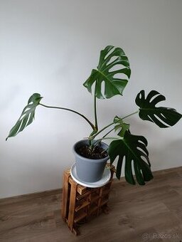 Monstera