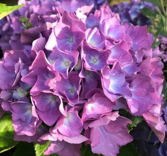 Hortenzia