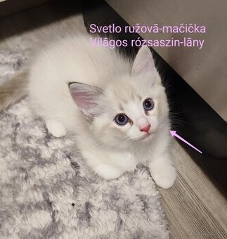 Ragdoll mačiatká bez pp