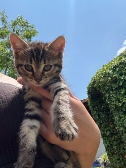 🐾 Rozkošné mačiatko – hľadá nový domov 🐱💛