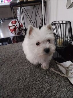 Westik