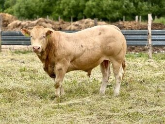 Plemenné býky Blonde d’Aquitaine