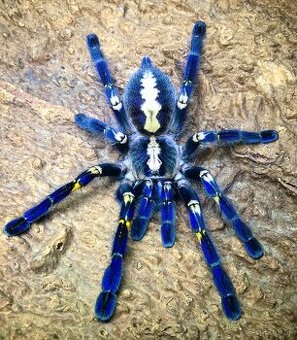Poecilotheria mettalica