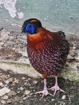 BAZANT TRAGOPAN SATYRA