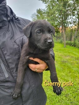 Labrador
