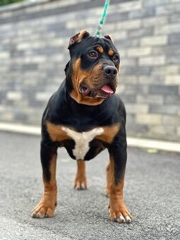 American bully xl/xxl