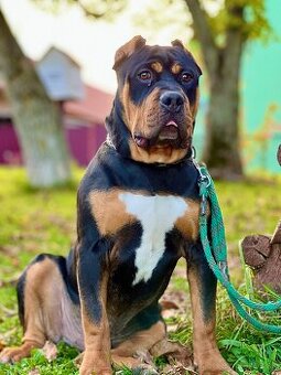 American bully xl/xxl