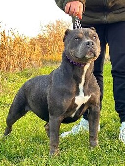 American bully xl s PP