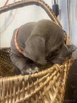 American bully pocket