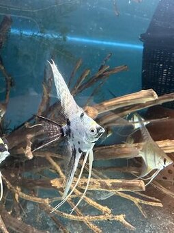 🐠 Skalár Marble Longfin – vlastný odchov