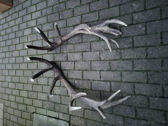 Trofej trofeje paroh parohy parozie zhody