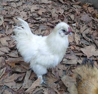 Kohút - plemeno hodvábnička