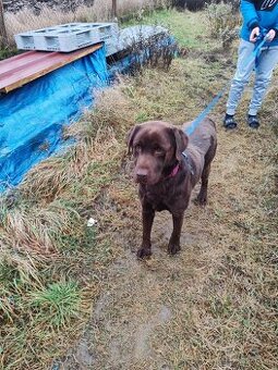 Darujem labradora - 1