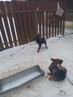 Steniatko nemecký ovčiak