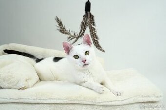 Drobná mačička ELSA túži po domove