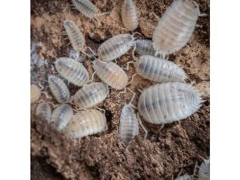 Trichorhina Tomentosa a chvostoskoky