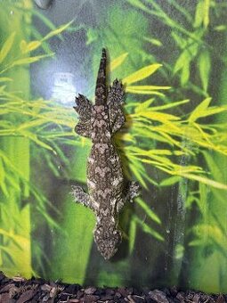 MT.Koghis Friedel samica