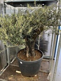 Olivovník Europaea