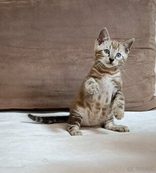 Sepia marbeld bengal