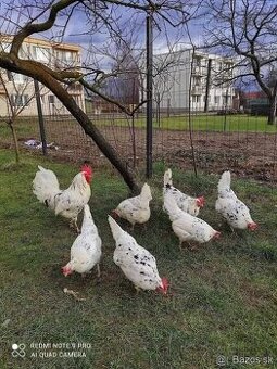 Vlaška exchequer NV