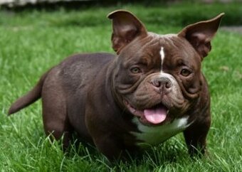 American bully fenka micro