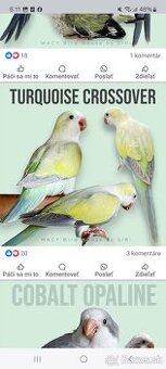 KÙPIM…Mnich,mníšek,mnichy