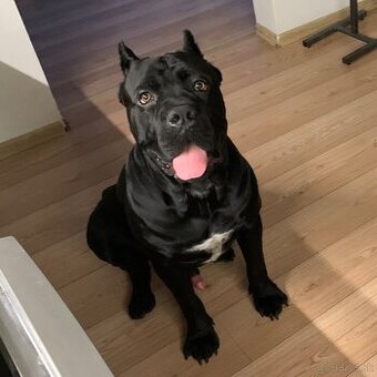 Pes na krytie Cane Corso