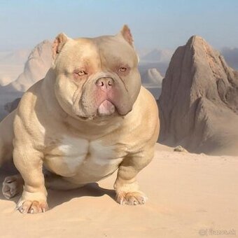 American Bully