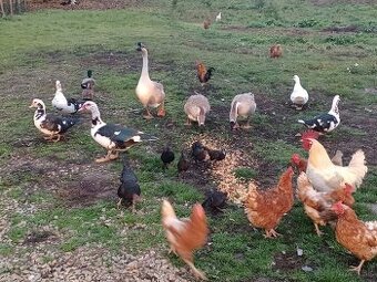 Kacky husy lilipitky