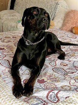 Louisianský leopardí pes - šteniatka s PP