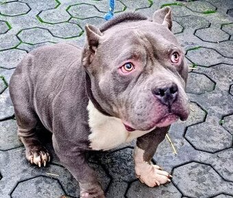 American bully pocket