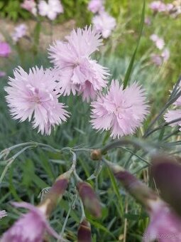 Klinček fialový voňavý