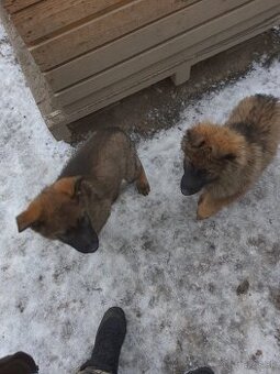 Nemecký ovčiak na predaj