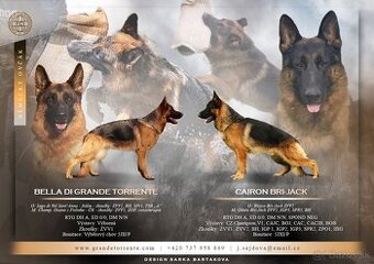 NĚMECKÝ OVČÁK S PP