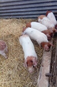 Odstavčata Durok x Turpisz 35kg