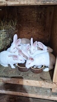 Domáce králiky na mäso