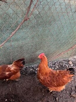 Nasadove vajcia Hempsir