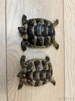 Suchozemské korytnačky