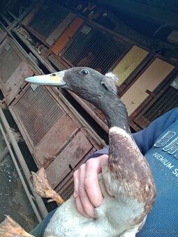 Indický bezec chocholaty. Káčer Indicke bezce.