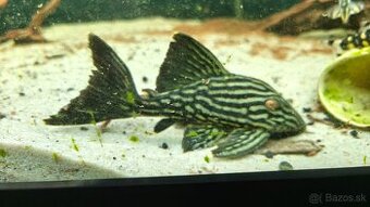 Panaque SP Spotted L330