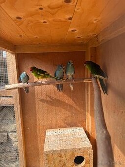 Kakarik Červenočely