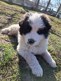 Predám šteniatko (psíka) Berdardína a Slovenského čuvača