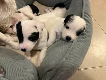 Parson russell terier