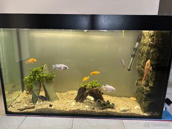 obojstranne Akvarium + Africke cichlidy