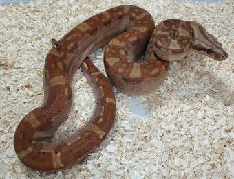 Boa imperator - Keltic VPI Sunglow, Aztec VPI Sunglow