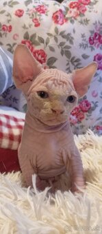 Kanadský sphynx