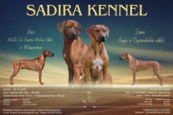 Rhodesian Ridgeback s pp