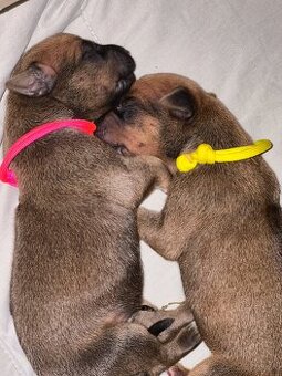 Rhodesian Ridgeback s pp