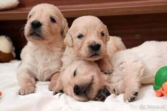 Zlatý retriever/ Golden retriever